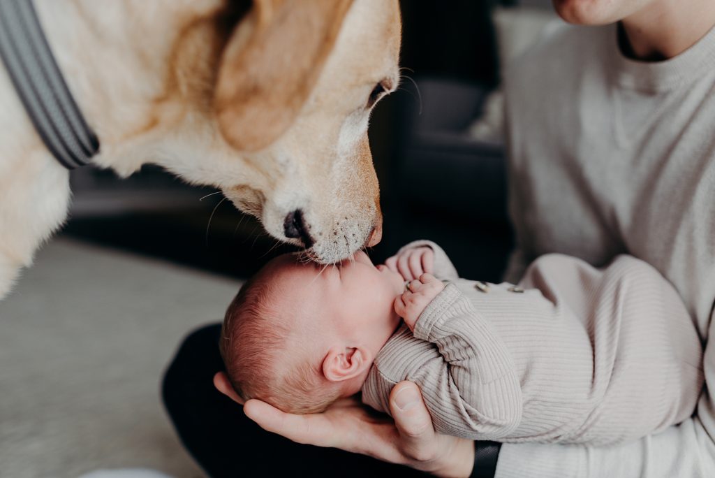 yellow lab kissing newborn sister during session